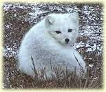 Artic Fox