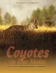 Coyotes in Our Midst